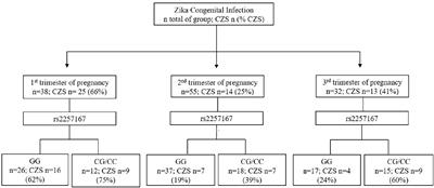 Congenital Zika Syndrome Is Associated With Interferon Alfa Receptor 1